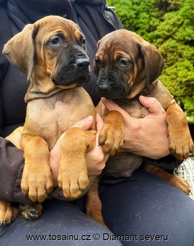 Tosa inu - krásná štěňátka s PP - 6
