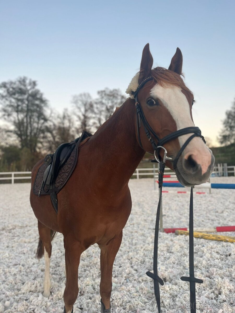 Prodám krásnou klisnu. - 6