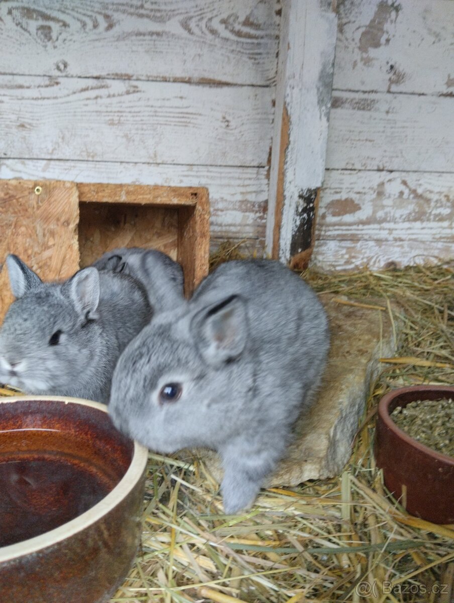 Zakrslý králík - 6
