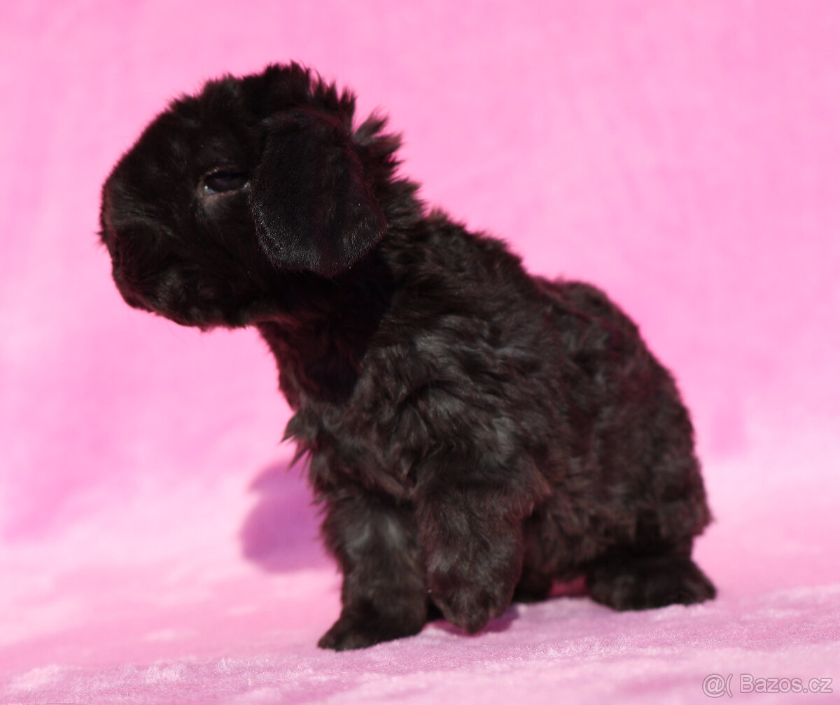 Zakrslý rex beránek , samička s VP . - 6