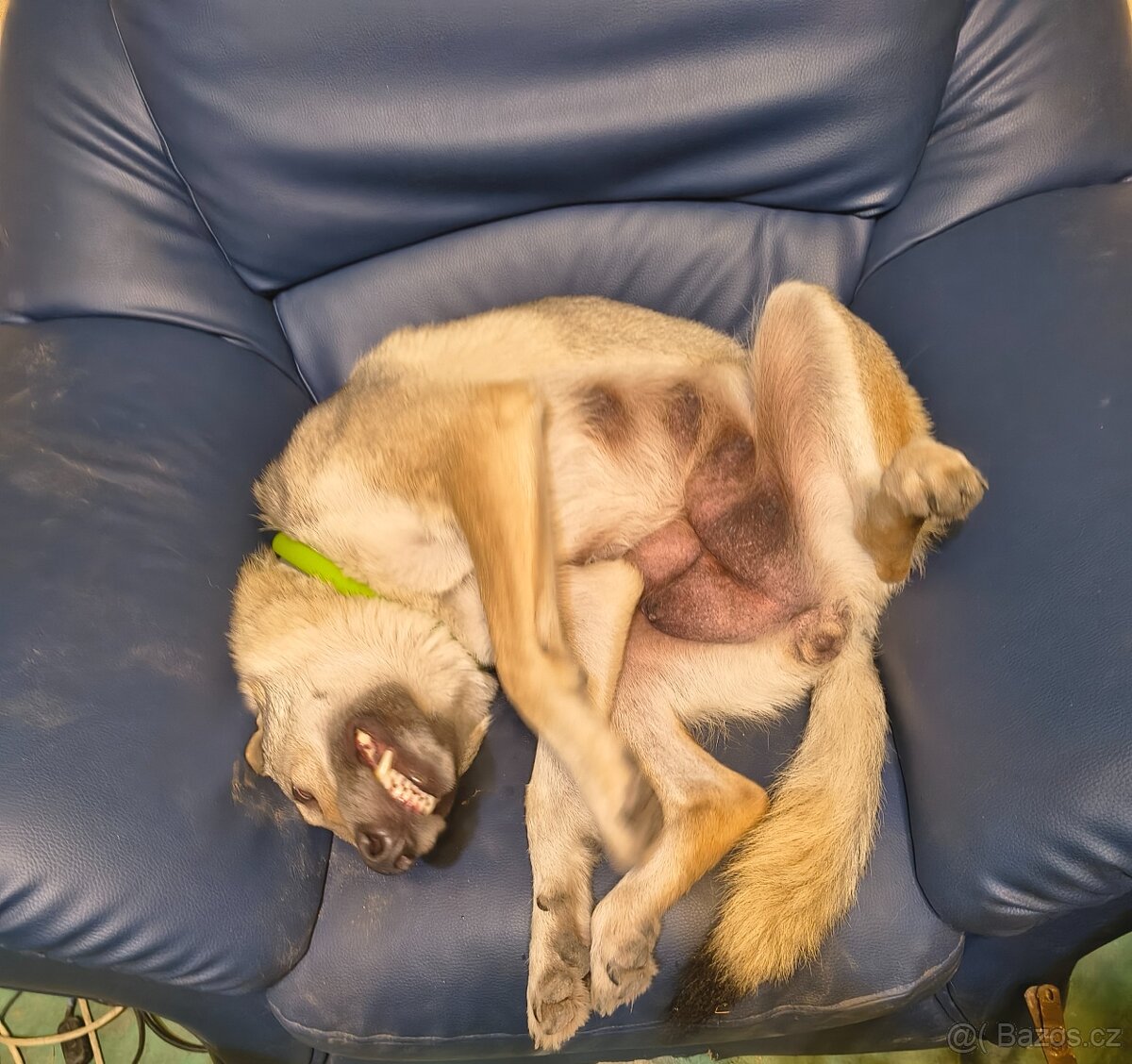 Československý vlčák bez PP - 6