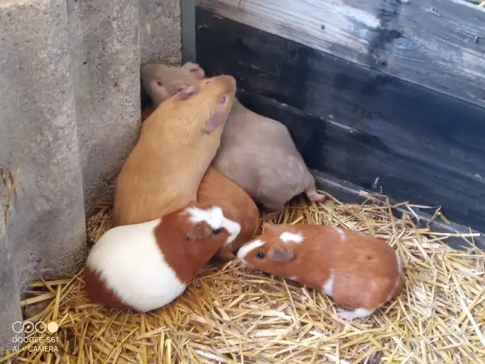 Obří Cuy morčata Doležal świnka morska Meerschweichen - 6