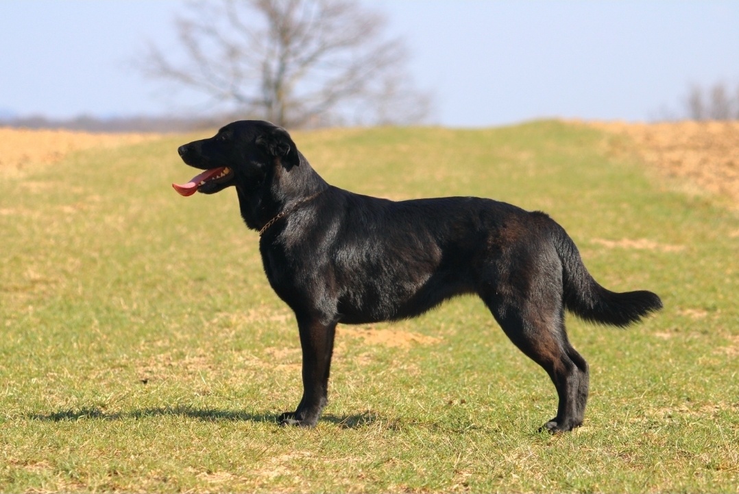 Štěňata labrador x německý ovčák - 6