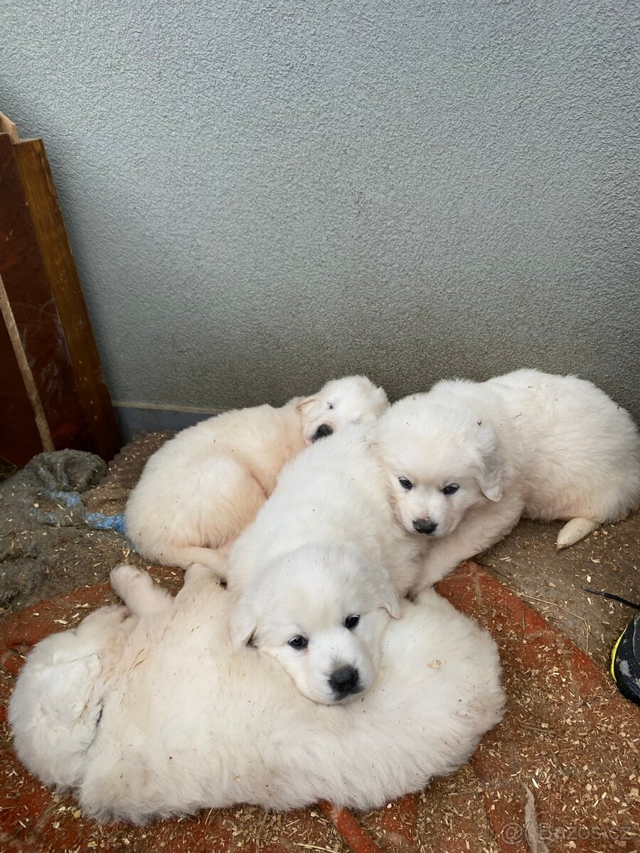 Prodám štěňata Slovenského čuvače - 6