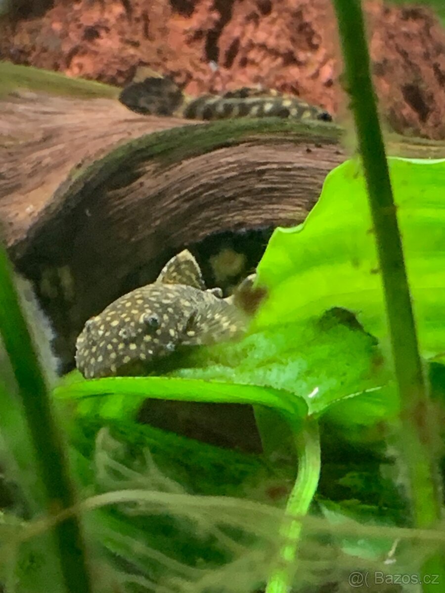 Ancitrus krunýřovec - 6