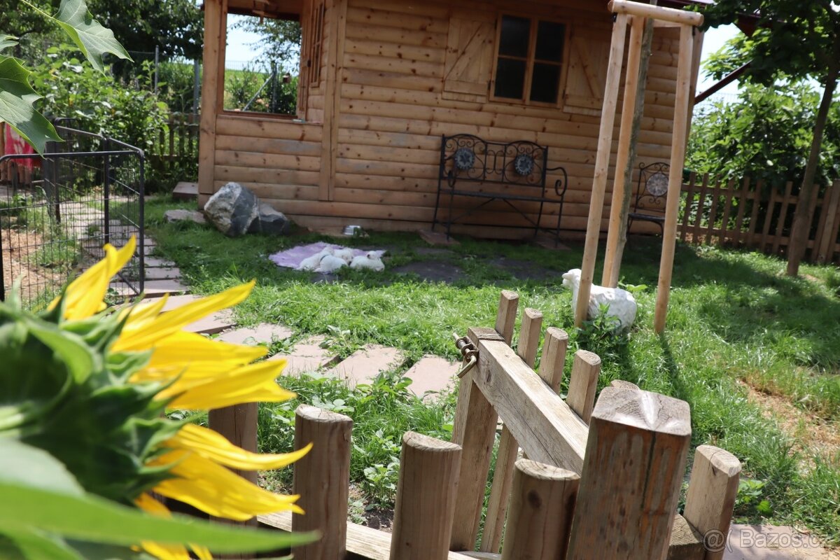 Maremma Sheepdog - Maremmansko Abruzský pastevecký pes - 6