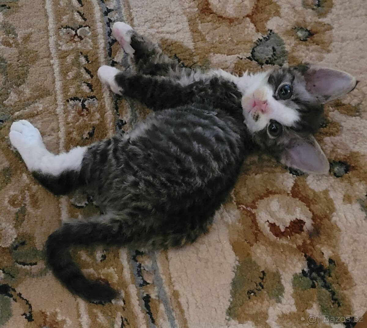 Devon rex koťátka s PP - 6