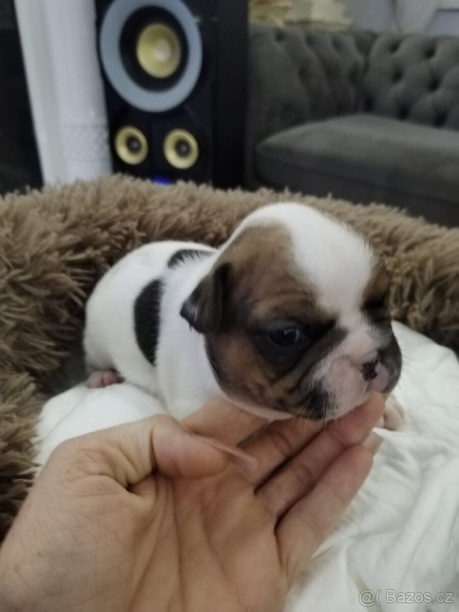 Francouzský buldoček - 6