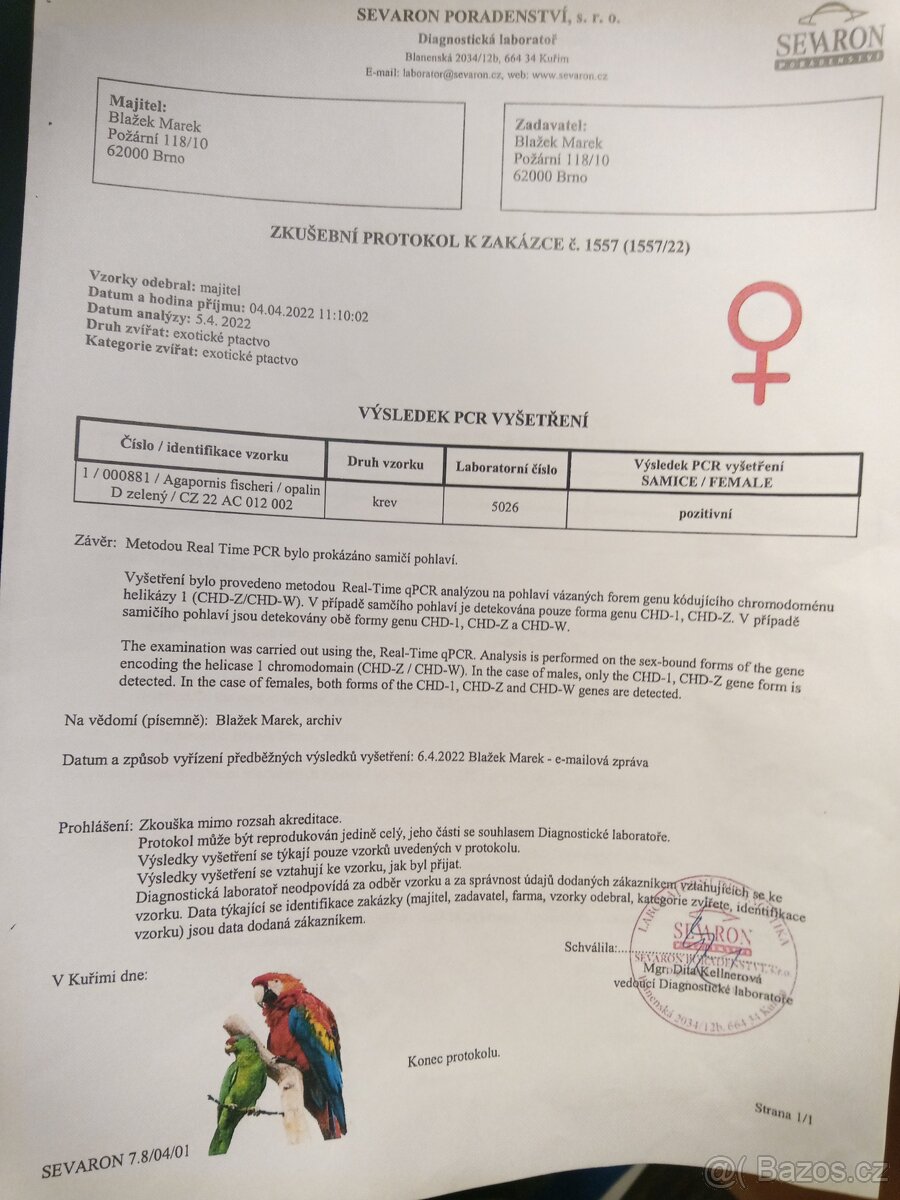 Agapornis Fischeri - 6