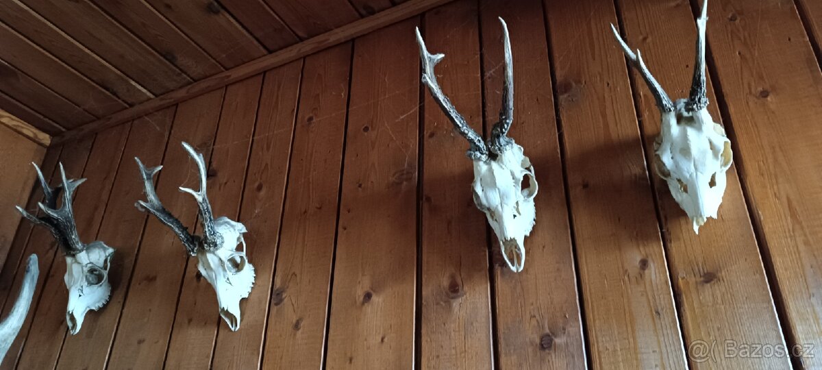 Jelení paroží,trofeje - 6