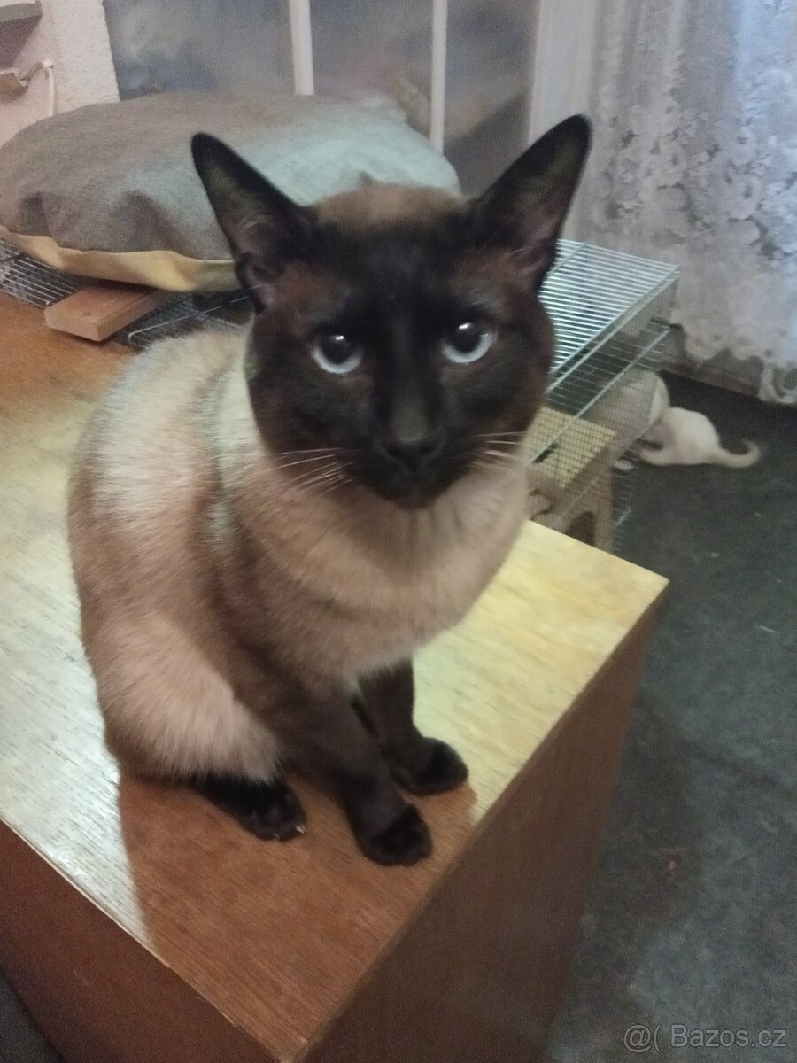 Siamská+ Ragdoll - 6