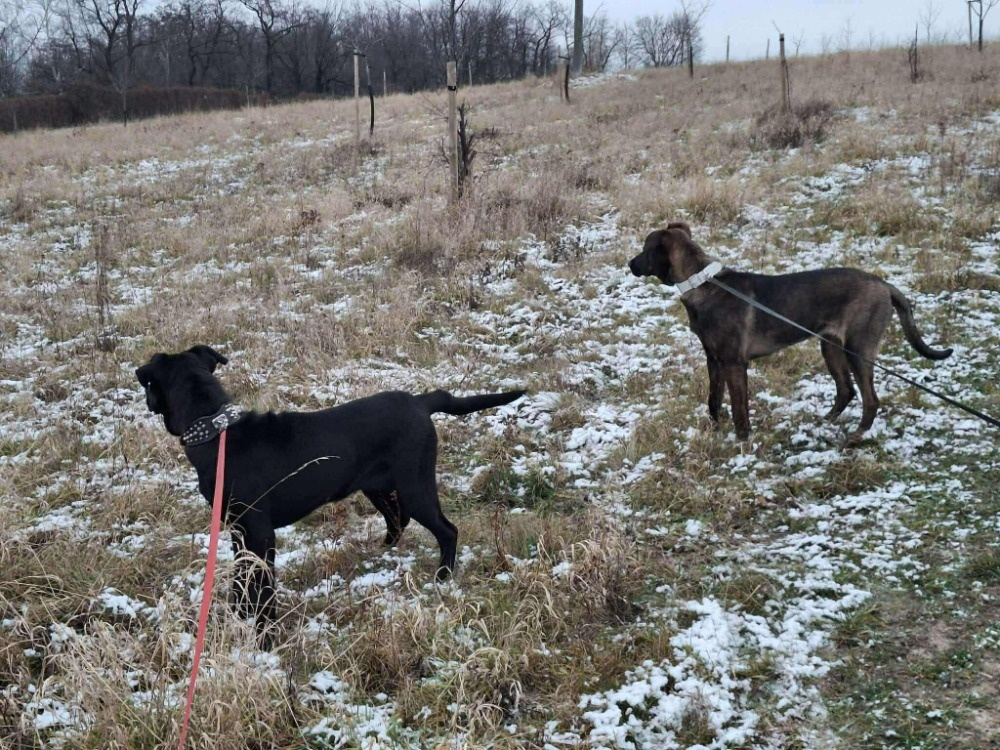 2 fenečky štěňátka - 6