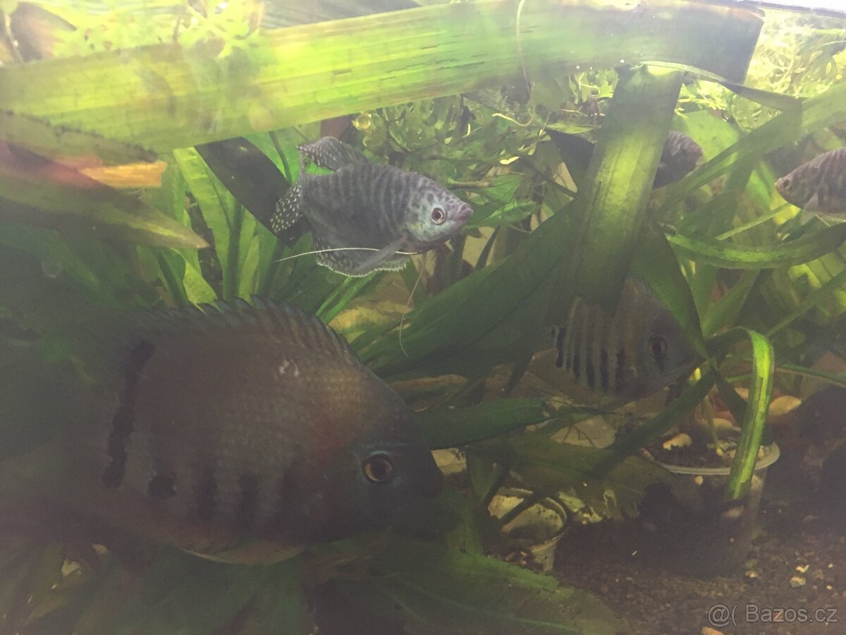 Prodám levně ryby a vodní rostliny - 6