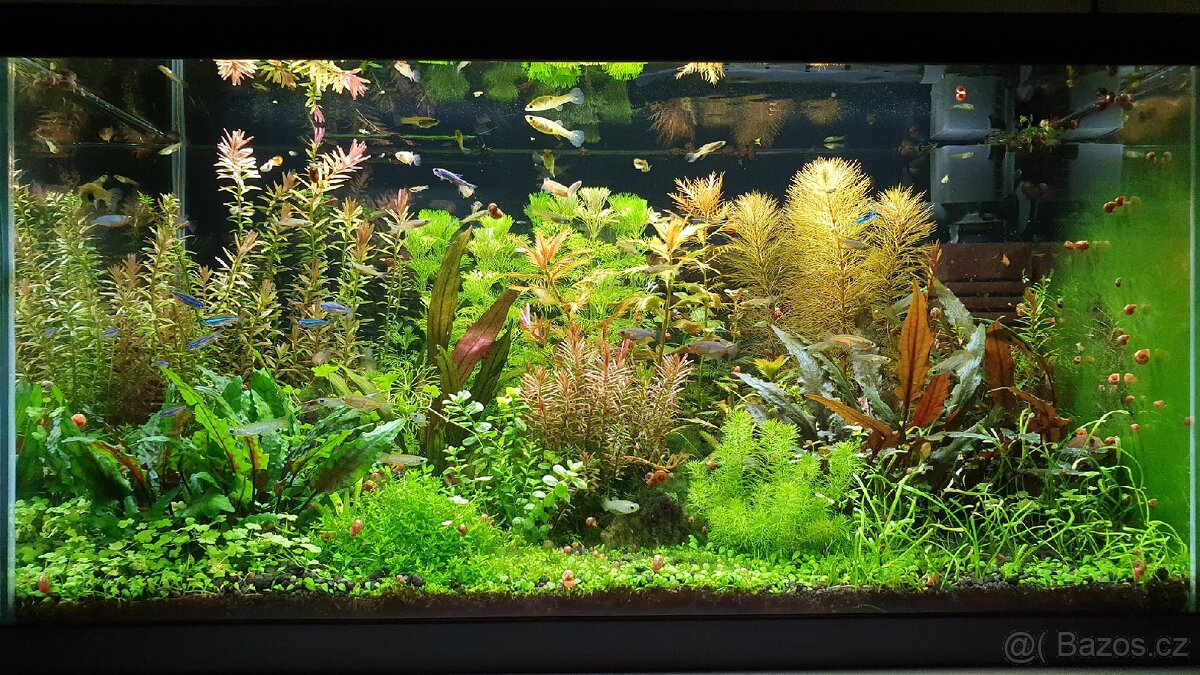 Set akvarijnich rostlinek pro 60l akvarium - 6