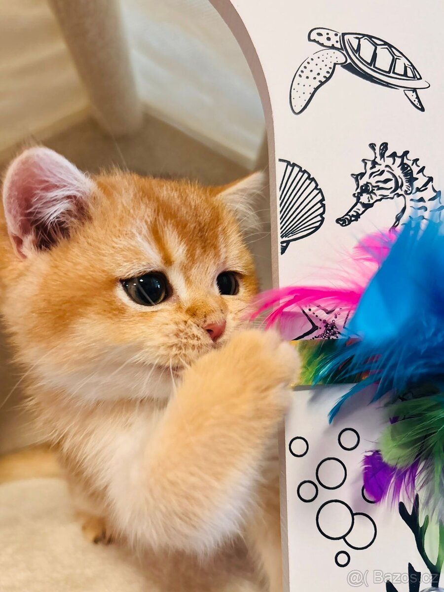 Luxusní britská golden koťátka, s PP pro chov k odbery hned - 6