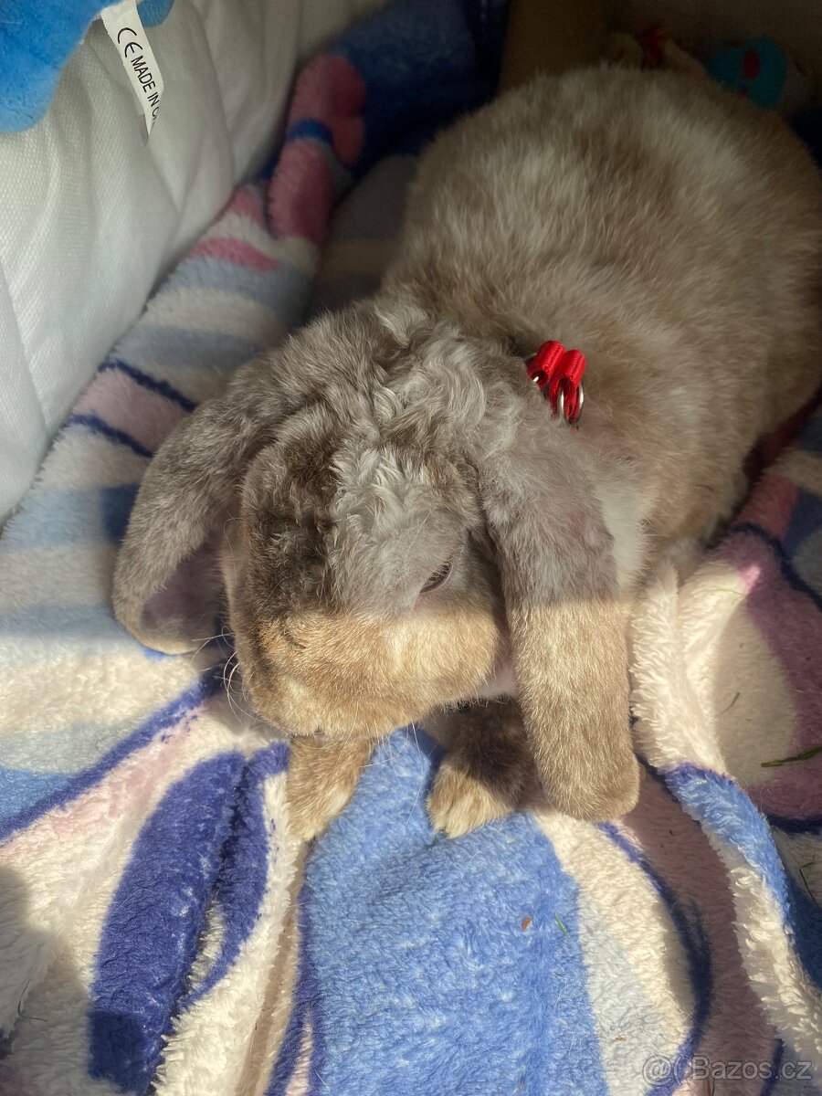 Zakrslý beránek - 6