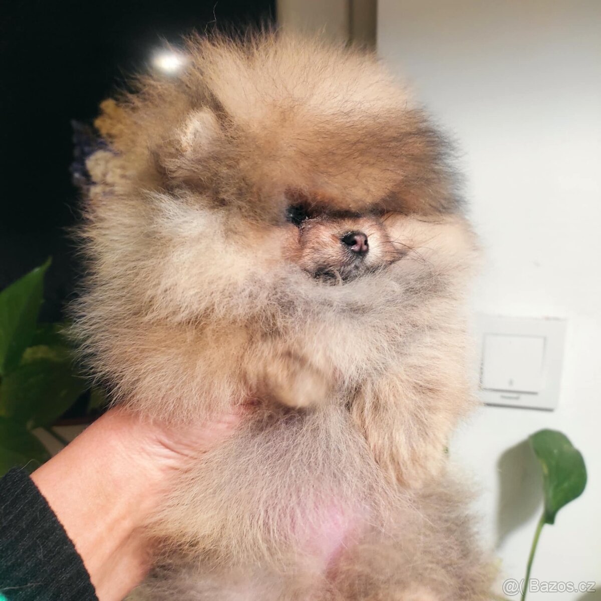 Krásná mini pomeraniánská holčička - 6
