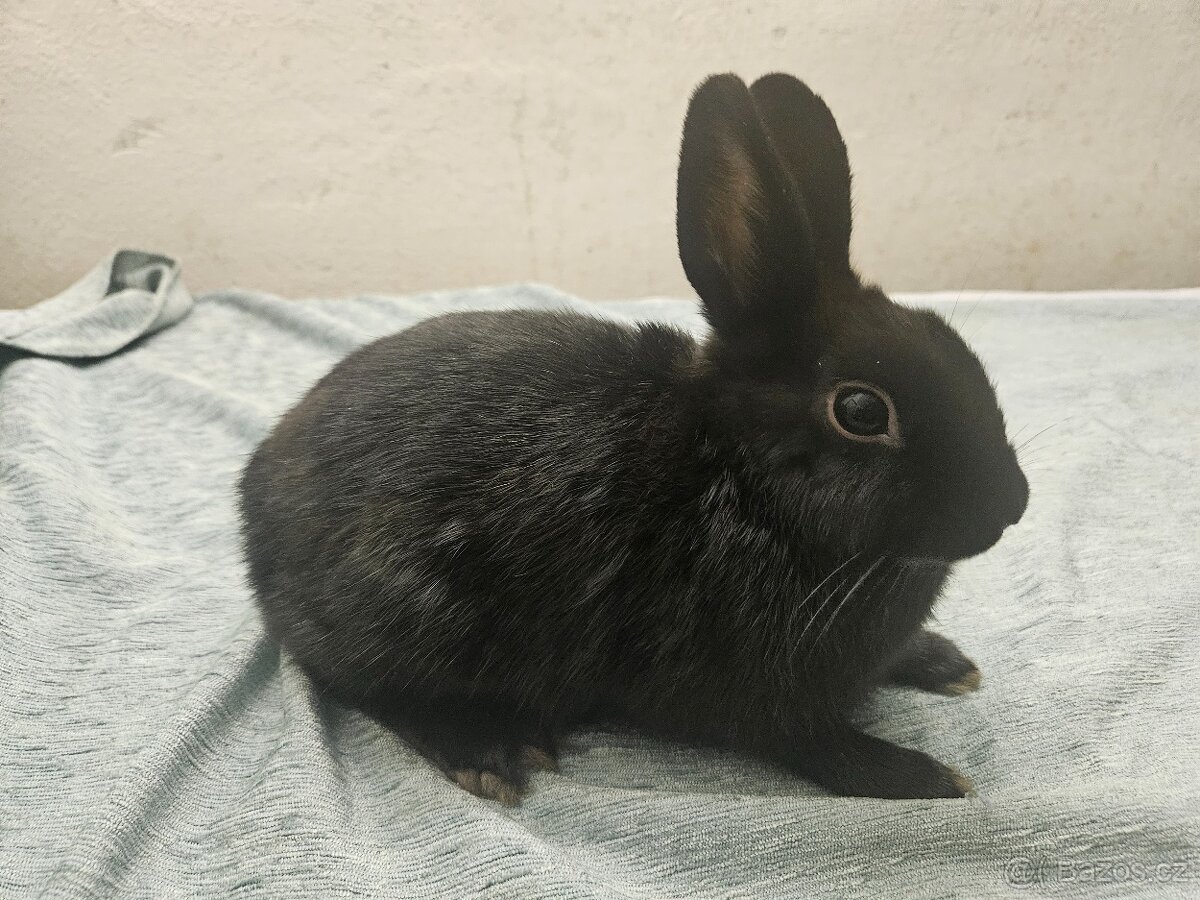 Zakrslý králíček - 6