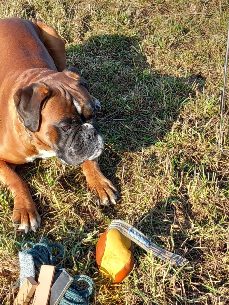 Německý boxer - krytí - 6