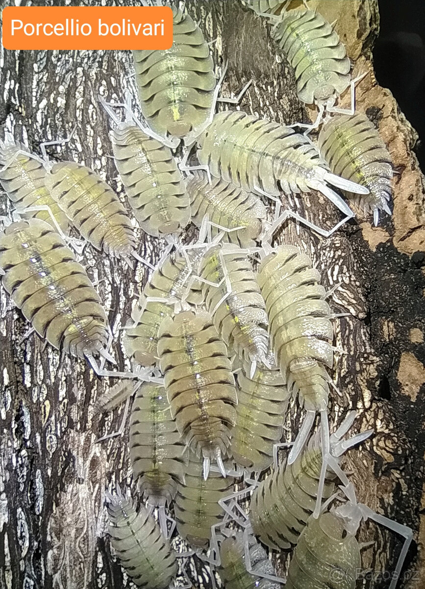 Isopody - nabídka - 6