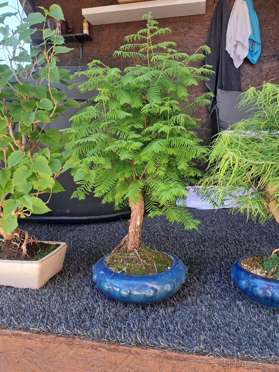 Bonsaj, bonsai - 6
