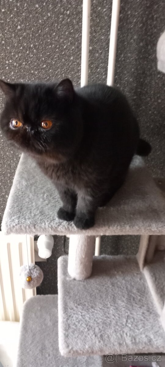 Perska a exotická kotatka - 6