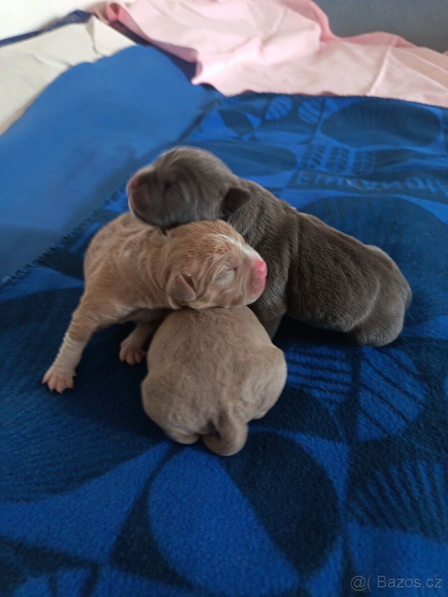 American Bully pocket - 6