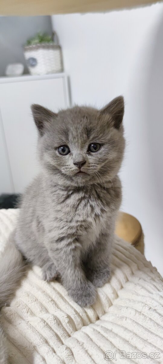 NABÍZÍM BRITSKÉ MODRÉ KOCOURKY NA PROSINEC - 6