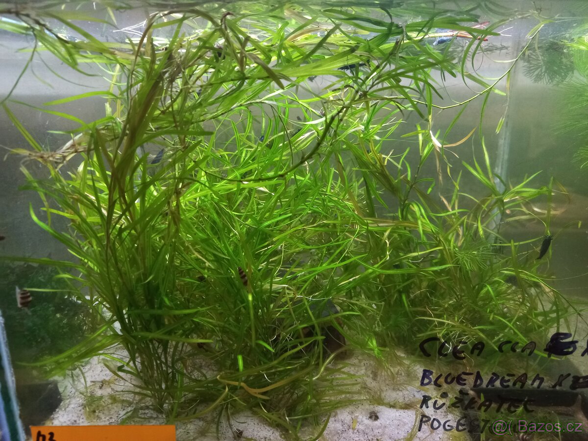 Akvarijní rostliny - 6
