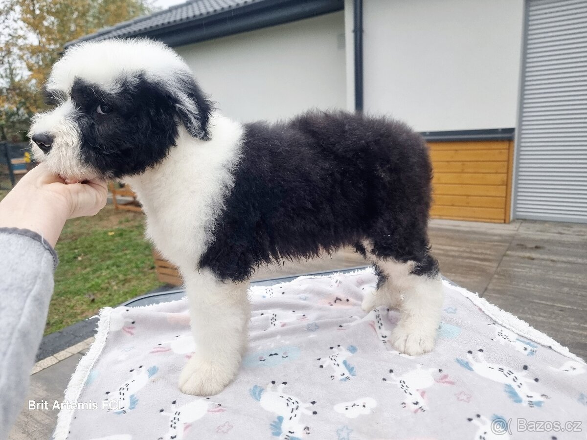Staroanglický ovčák bobtail - 2 kluci k dispozici - 6