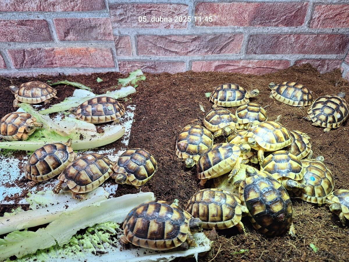 Suchozemská želva Zelenavá a Vroubená - 6