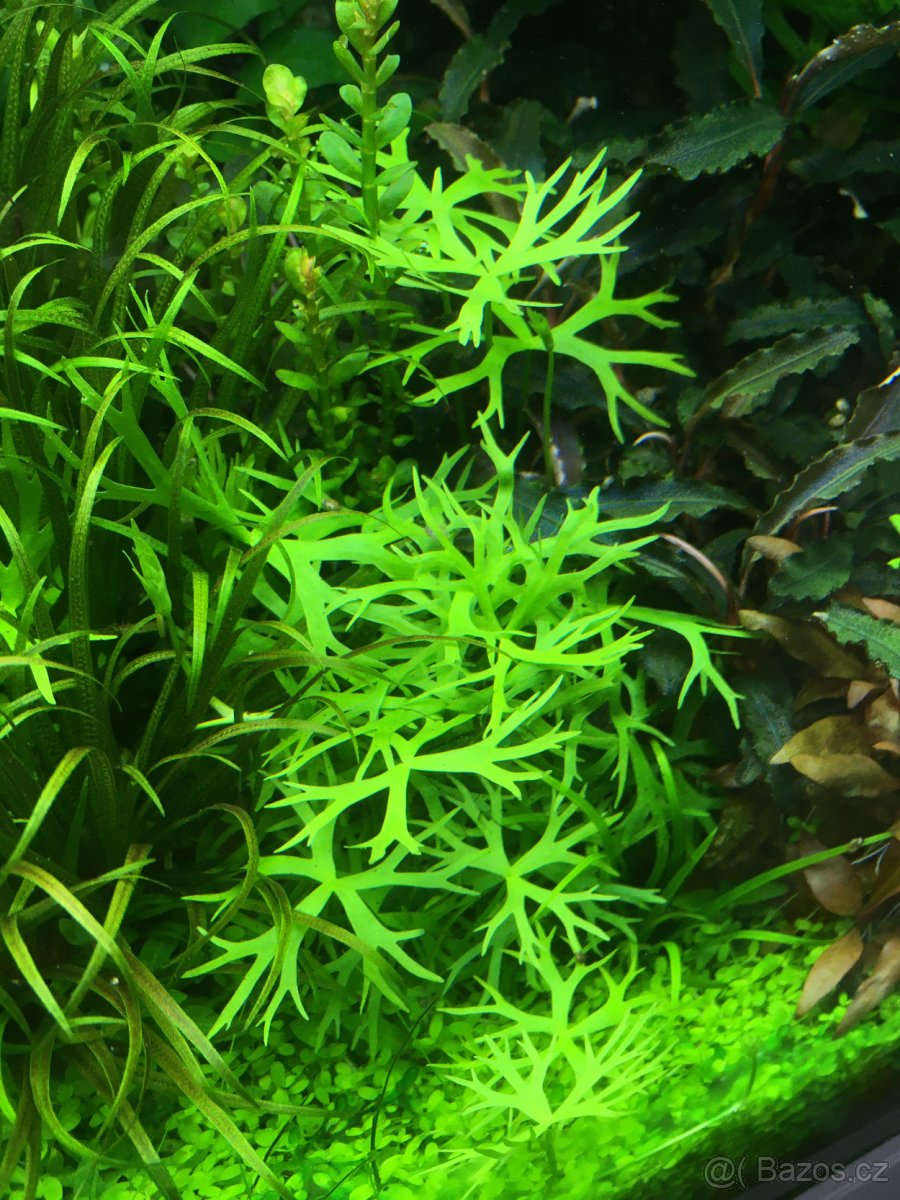 Čerstvé akvarijní rostliny – Výhodné ceny a odborné tipy - 6