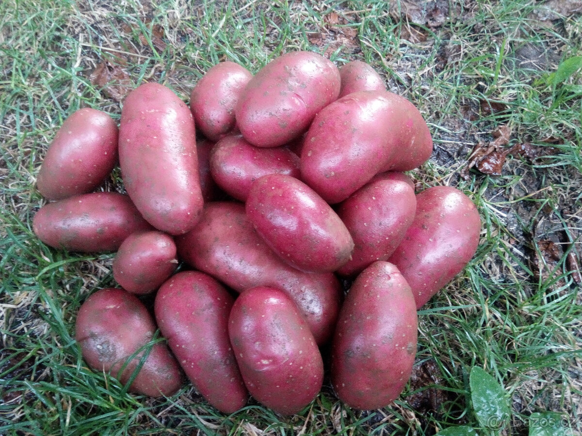 Brambory konzumní, krmné i sadbové – doprodej - 6