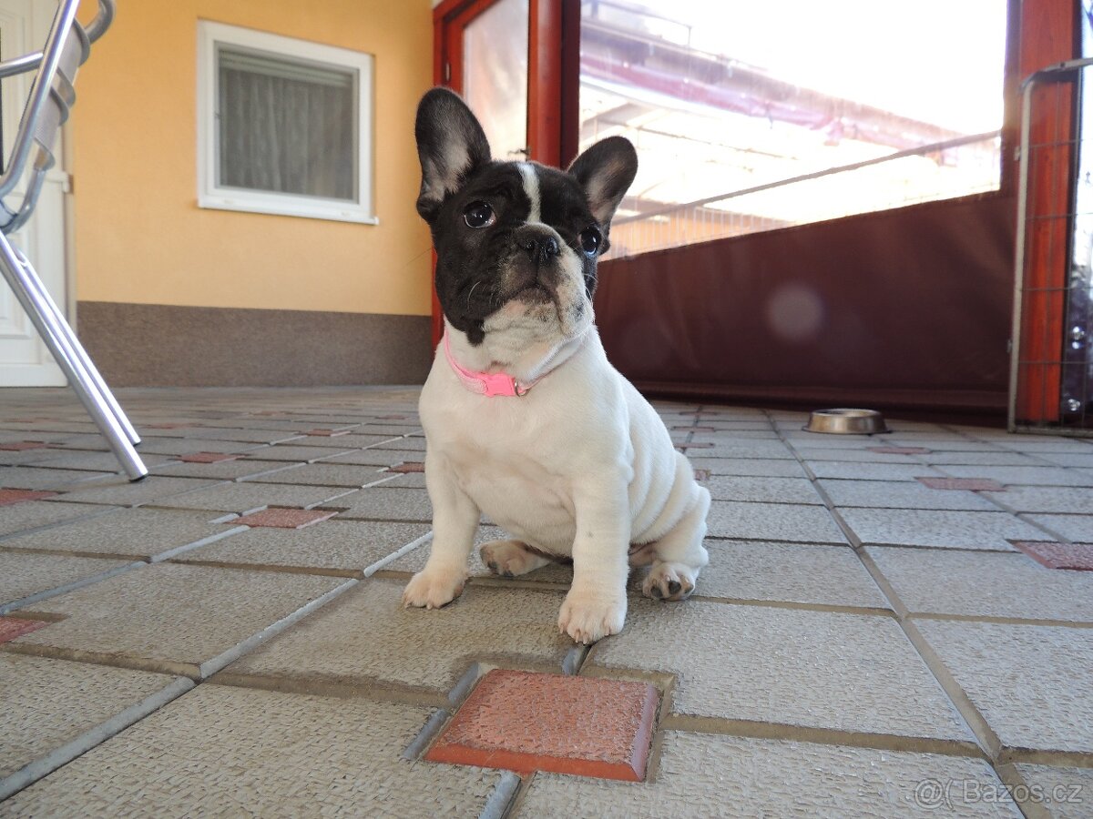 Francouzský buldoček S PP. - 6