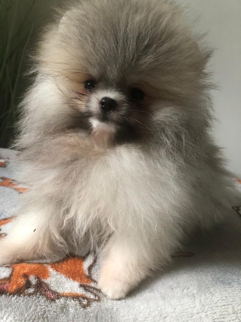 Pomeranian s p.p - 6