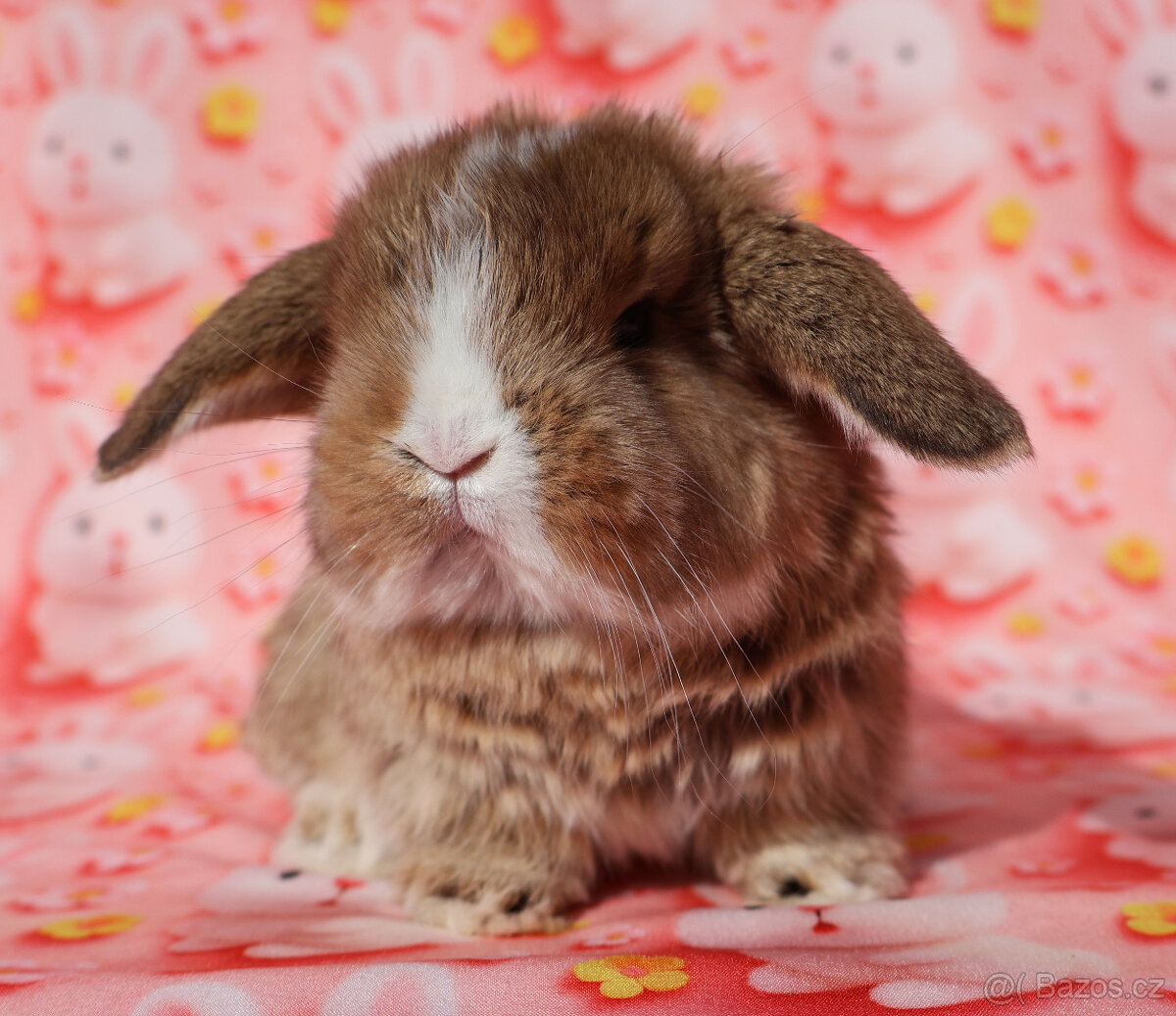 NHD zakrslí beránci samečci - 6