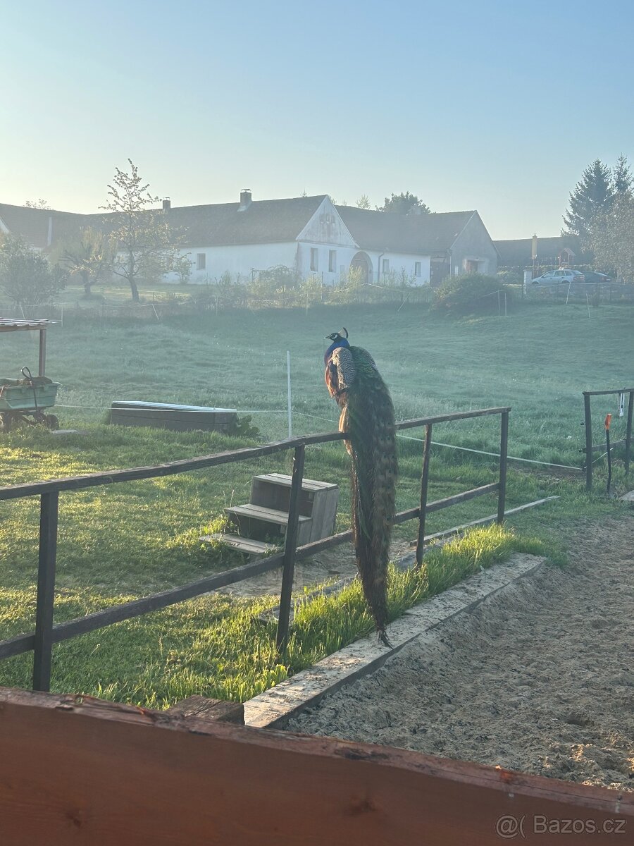 3letý páv modrý korunkatý - 6