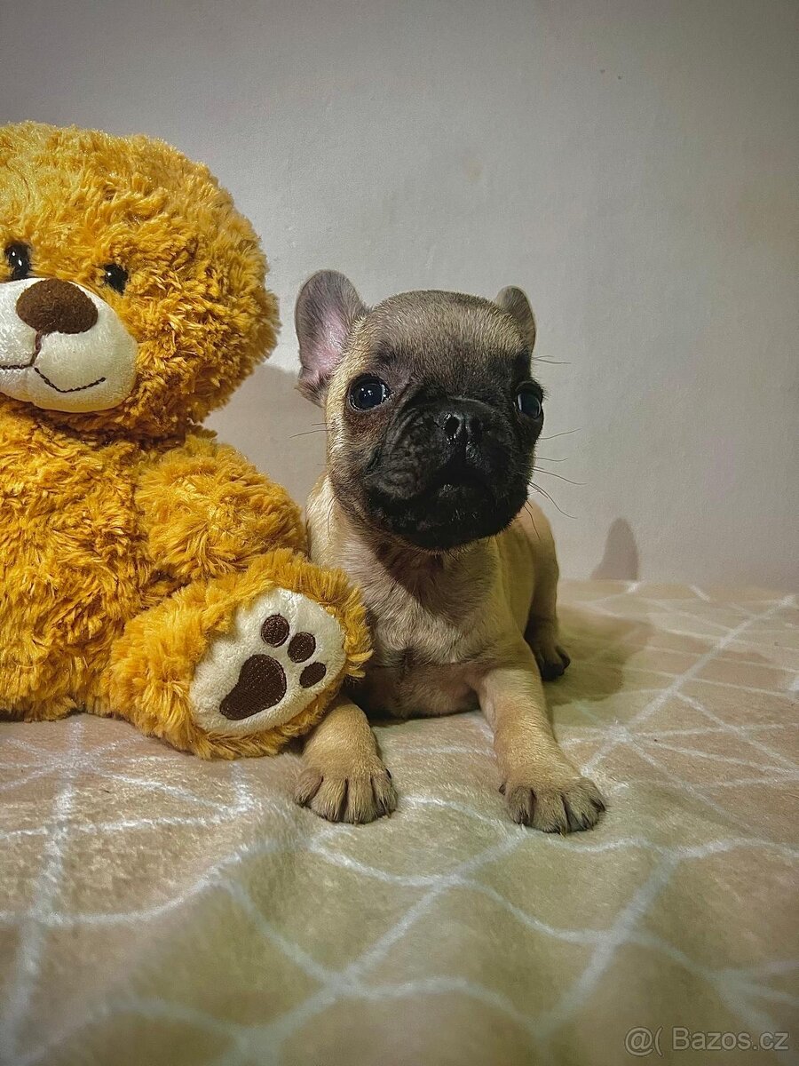Francouzský buldoček - 6