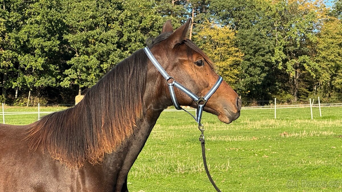 Kobylka ČT 1,5roku - 6