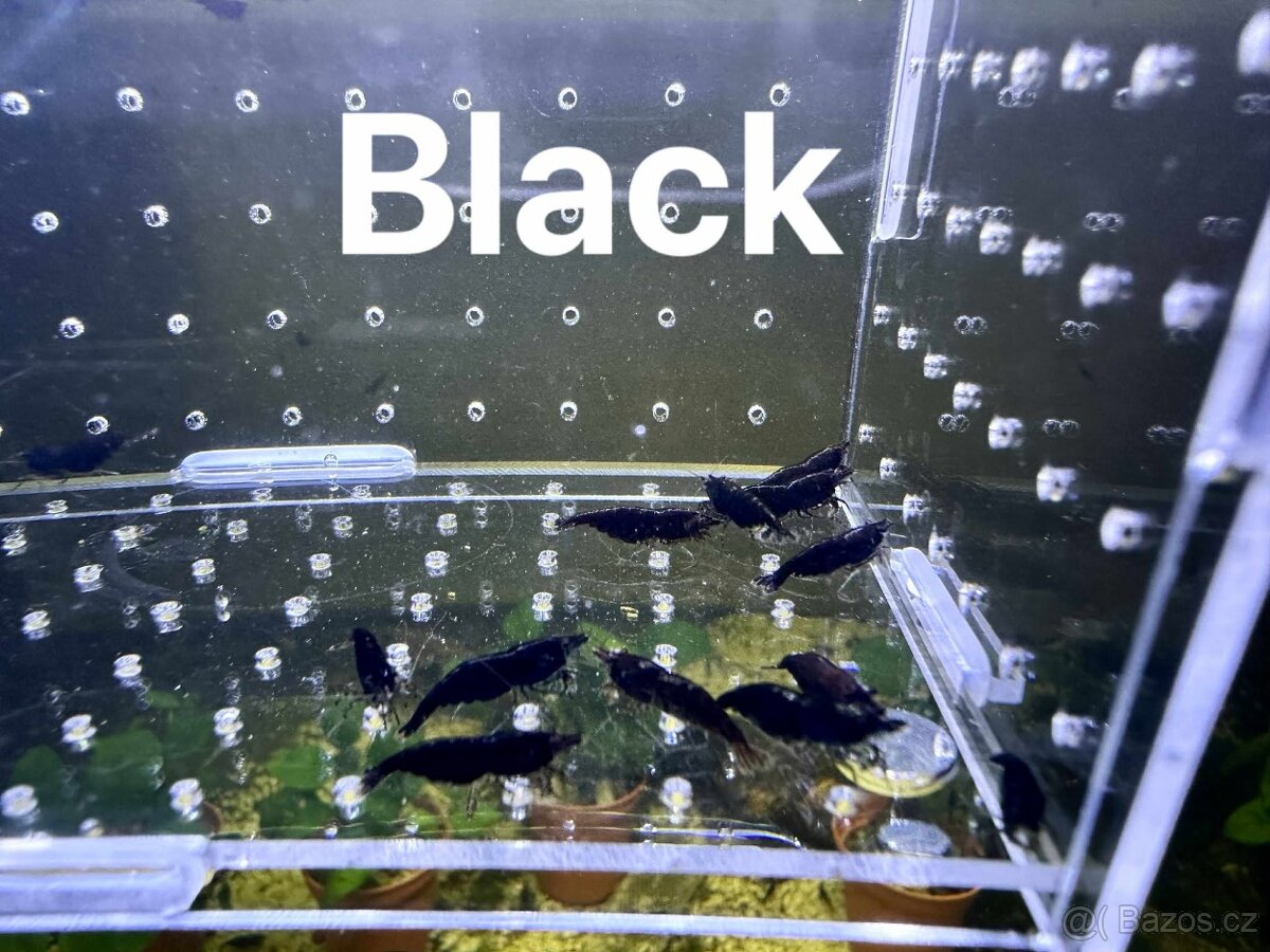 Neocaridina Krevety - 6