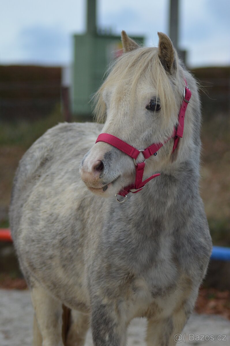 welsh mountain pony - 6