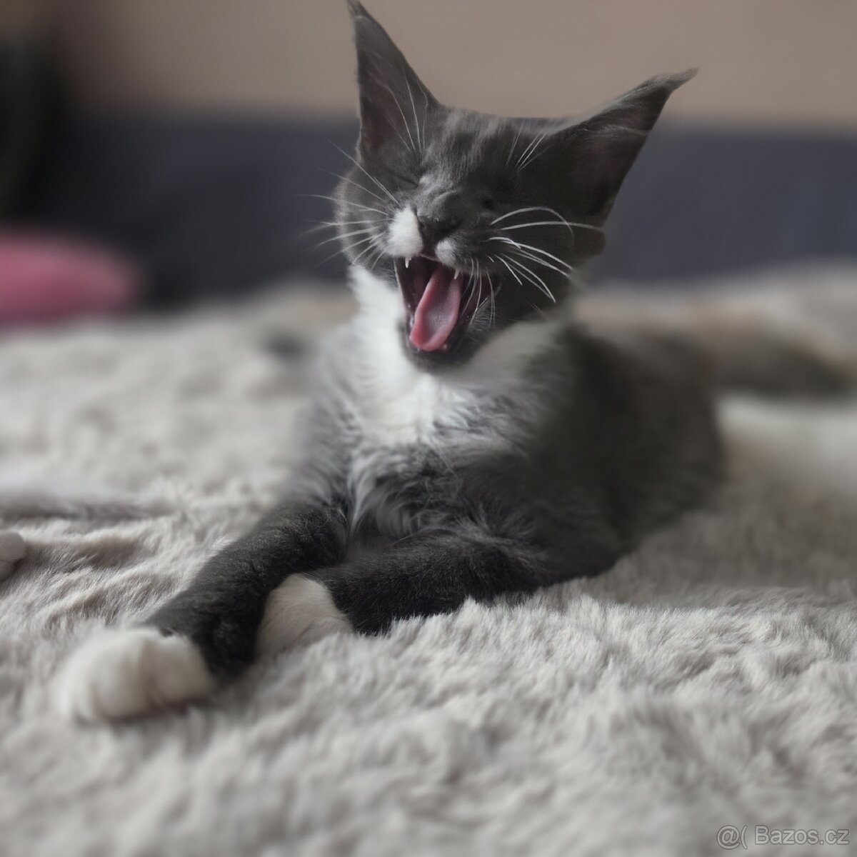 Mainská mývalí kočka - 6