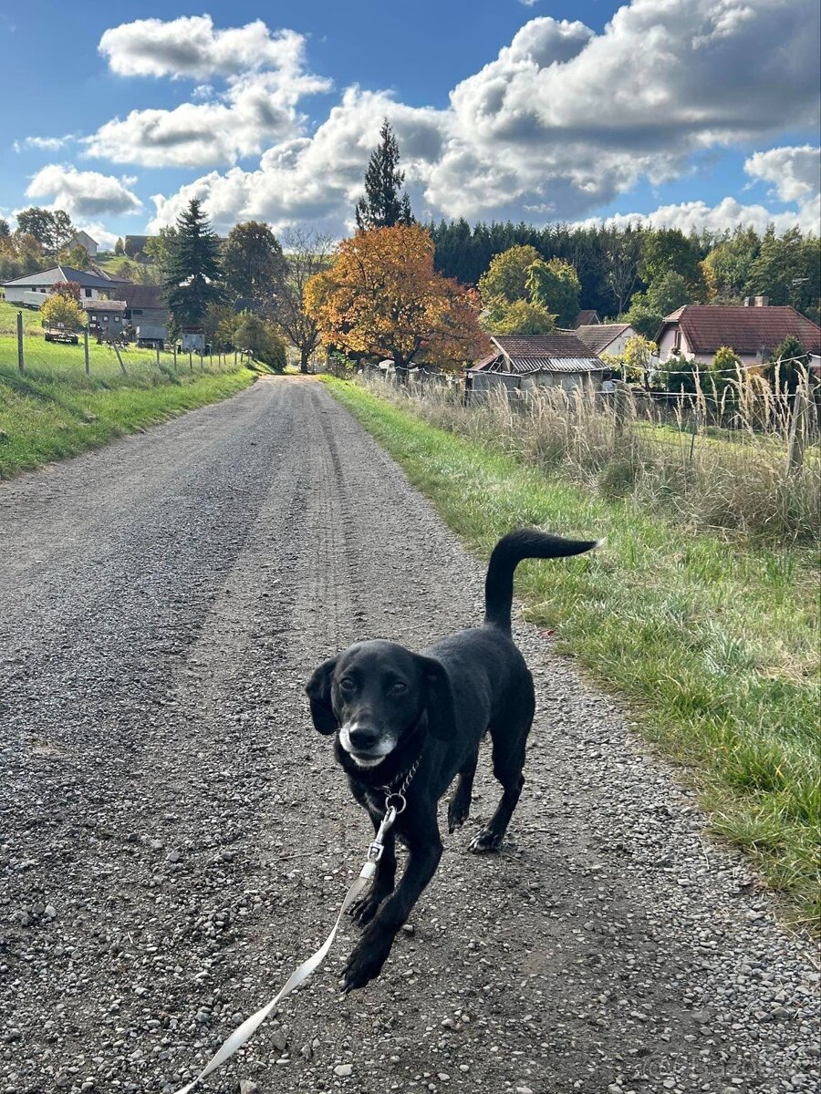 Bobík, kříženec hledá domov - 6