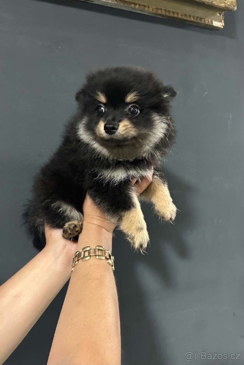 Pomeranian, Pomerian - 6