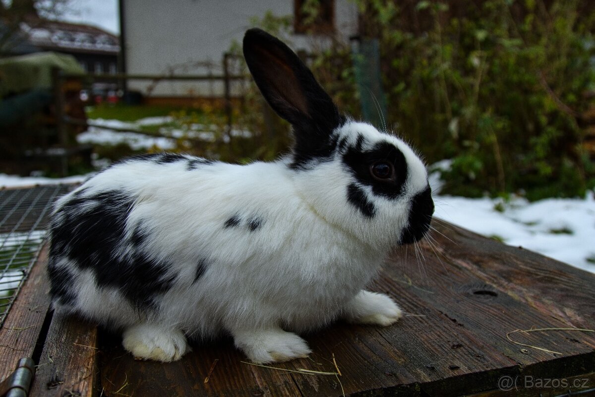 Zakrslý králík - 6