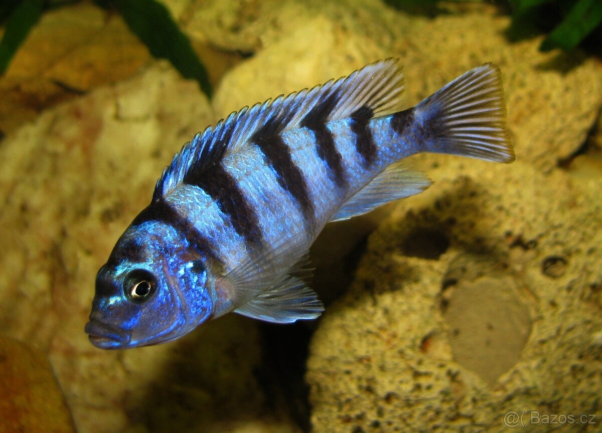 Tlamovci jezera Tanganika a Malawi. - 6