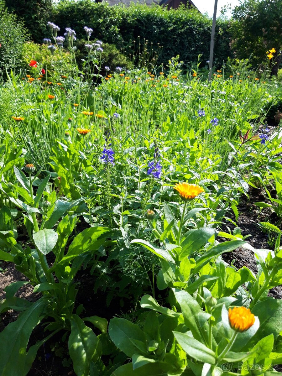 Pronájem zahrady v zahrádkářské kolonii - 6