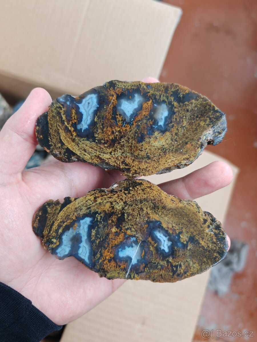 Acháty řezy Timor - 6