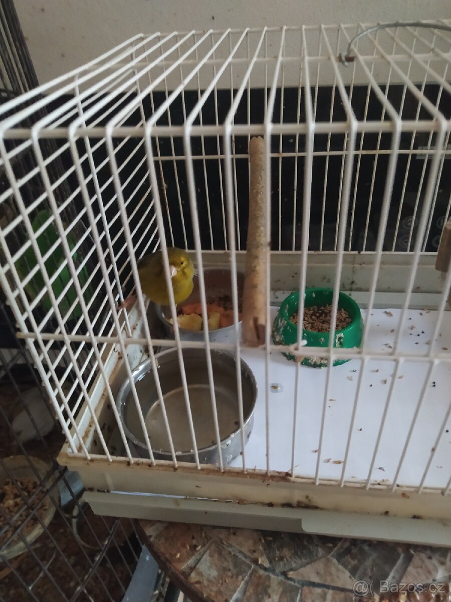 SUPER NABÍDKA KLECE +KANARCI+KRMENI - 6