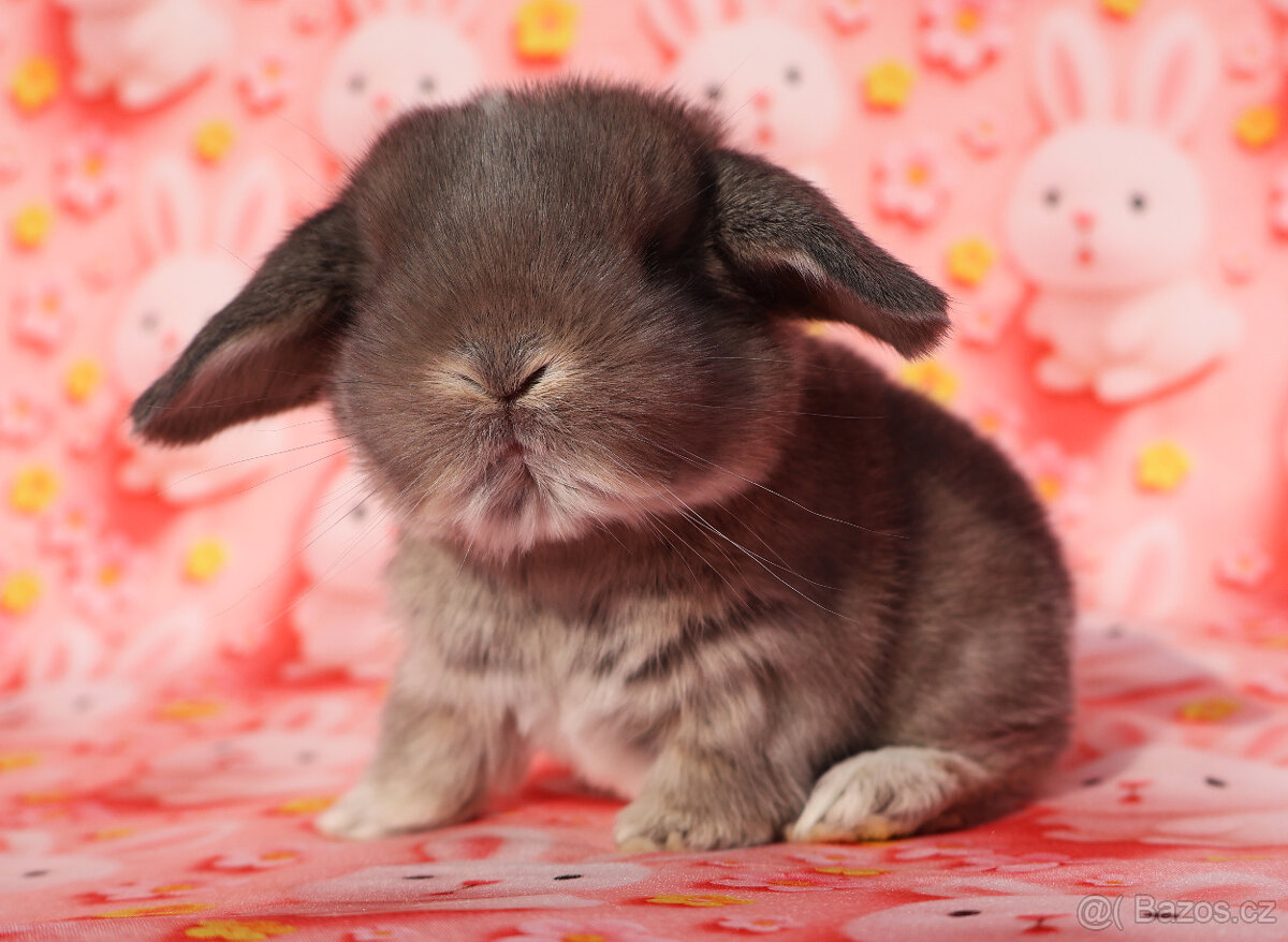 Minilop Beránci - 6